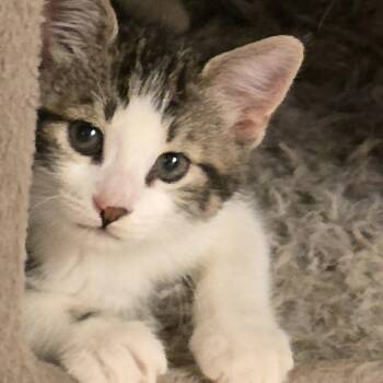 Domestic Short Hair Cats Available for Adoption - Kyo - Fun-loving & Affectionate! | PetCurious