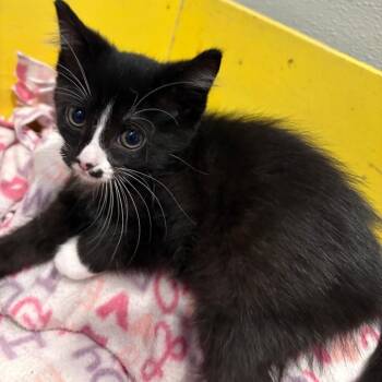 Seth Rollins -  Domestic Short Hair Cat for Adoption in West Des Moines, Iowa - Seth Rollins | PetCurious