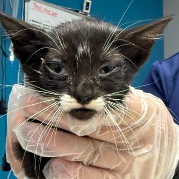 Rescue Domestic Short Hair Cats for Adoption in Vineland, New Jersey - Sarah | PetCurious