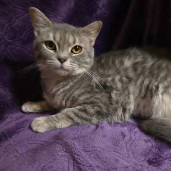 Domestic Short Hair Cats Available for Adoption in Bentonville, Arkansas - Chiquita | PetCurious