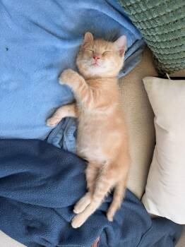 Joon -  American Shorthair Cat for Adoption in Walnut Creek, California - Joon | PetCurious