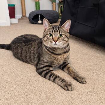 Joey -  Domestic Short Hair Cat for Adoption in Fresno, California - Joey | PetCurious