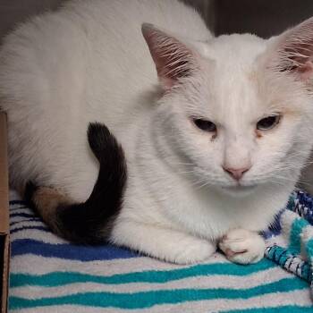 Dina -  Domestic Short Hair Cat for Adoption in Newark, New Jersey - Dina | PetCurious