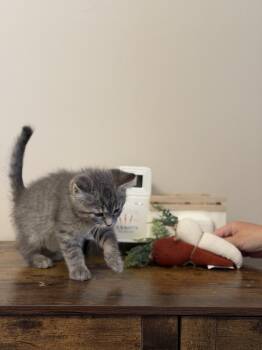 Domestic Short Hair Cats Available for Adoption in Wheaton, Illinois - O
