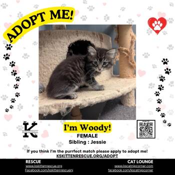 Woody -  Domestic Medium Hair Cat for Adoption in OSBORNVILLE, New Jersey - Woody | PetCurious
