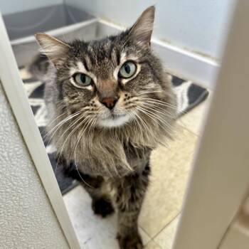 Mufasa CI 14 -  Domestic Long Hair Cat for Adoption in Union, Missouri - Mufasa CI 14 | PetCurious