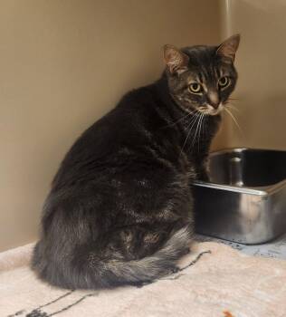 Anakin -  Domestic Short Hair Cat for Adoption in Clayton, New Jersey - Anakin | PetCurious