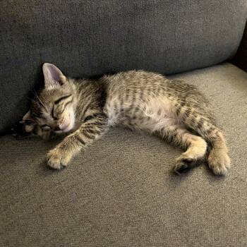 Domestic Short Hair Cats Available for Adoption in Austin, Texas - Xray Vision 3 | PetCurious