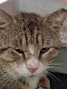 Domestic Short Hair Cats Available for Adoption in Oviedo, Florida - Timber | PetCurious