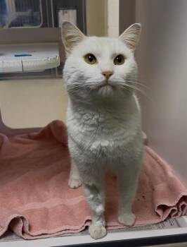 Domestic Short Hair Cats Available for Adoption - CASPER | PetCurious