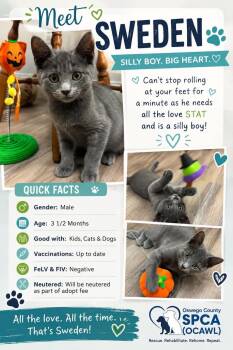 Sweden -  Domestic Short Hair Cat for Adoption in Fulton, New York - Sweden | PetCurious