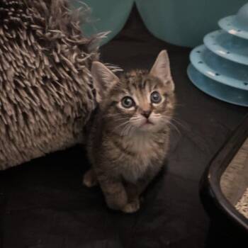 Domestic Short Hair Cats Available for Adoption in Dallas, Texas - Zuzu | PetCurious