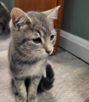 Domestic Short Hair Cats Available for Adoption - Booker | PetCurious