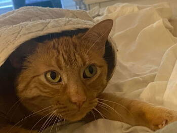 Rescue Domestic Short Hair Cats for Adoption in San Jose, California - Ricochet (Courtesy Post) | PetCurious