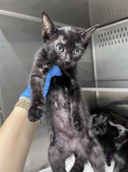 CLARISSE -  Domestic Short Hair Cat for Adoption in Tallahassee, Florida - CLARISSE | PetCurious