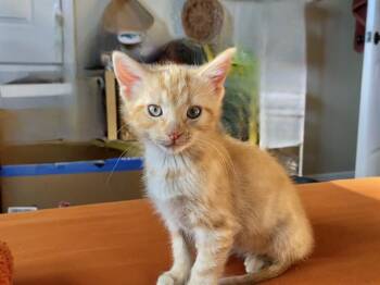 Rescue Domestic Short Hair Cats for Adoption in Colorado Springs, Colorado - MR ORANGE | PetCurious