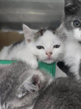 Orca -  Domestic Short Hair Cat for Adoption in Danielsville, Georgia - Orca | PetCurious