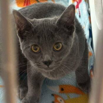 Minty -  Domestic Short Hair Cat for Adoption in Kingman, Arizona - Minty | PetCurious
