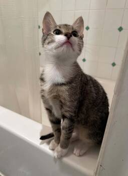 Dawson -  Domestic Short Hair Cat for Adoption in North Babylon, New York - Dawson | PetCurious