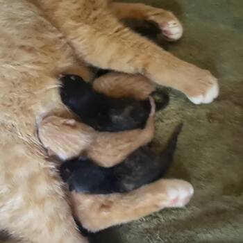 Hamilton -  Domestic Short Hair Cat for Adoption in Roswell, Georgia - Hamilton | PetCurious