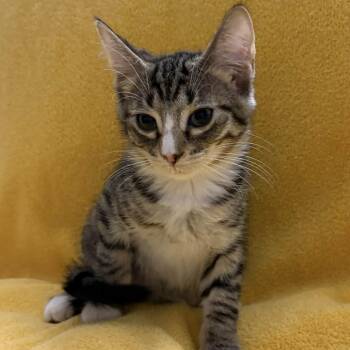 Hoagie -  Domestic Medium Hair Cat for Adoption in Winchester, Virginia - Hoagie | PetCurious