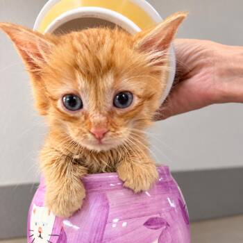 Spongebob -  Domestic Medium Hair Cat for Adoption in Denver, Colorado - Spongebob | PetCurious