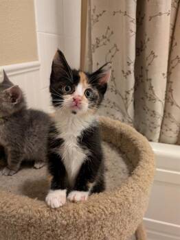 Domestic Short Hair Cats Available for Adoption in Kent, Washington - HENRIETTA | PetCurious