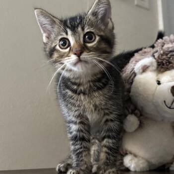 Domestic Short Hair Cats Available for Adoption in Springfield, Ohio - Mole | PetCurious