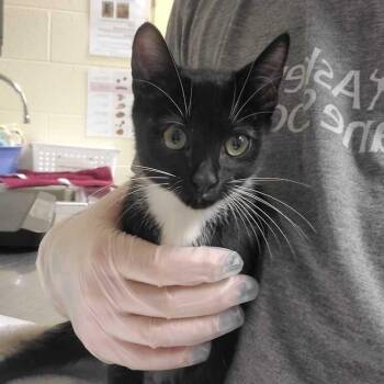 Jack Hodgins -  Domestic Short Hair Cat for Adoption in Asheville, North Carolina - Jack Hodgins | PetCurious