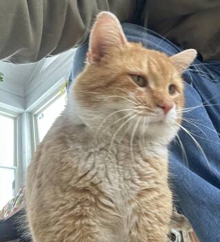 Tabby and Domestic Short Hair Cats Available for Adoption - Louie, Aka Dreamsicle Aka Creamsicle | PetCurious