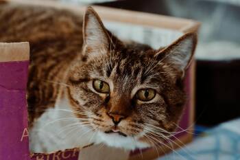 Izzy Belle -  Tiger and Tuxedo Cat for Adoption in Le Mars, Iowa - Izzy Belle | PetCurious