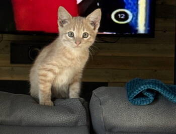 Rescue Domestic Short Hair Cats for Adoption in Rowlett, Texas - Cougar | PetCurious