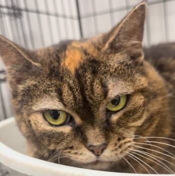 Nancy -  Domestic Short Hair Cat for Adoption in Osseo, Michigan - Nancy | PetCurious