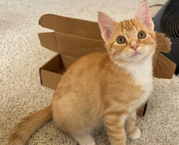 Rescue Tabby and Domestic Short Hair Cats for Adoption in Garner, North Carolina - Taffy | PetCurious