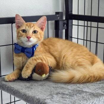 NICOLAS - purr machine -  Maine Coon and Domestic Medium Hair Cat for Adoption - NICOLAS - Purr Machine | PetCurious