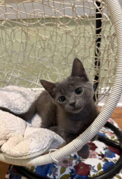 Rescue Domestic Short Hair Cats for Adoption in Trenton, New Jersey - Taissa | PetCurious