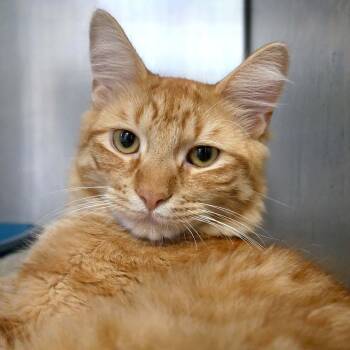 Honey -  Domestic Medium Hair Cat for Adoption in Bloomingdale, New Jersey - Honey | PetCurious