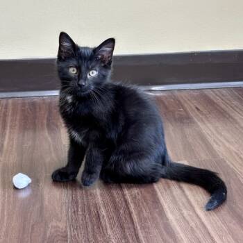 Rescue Domestic Medium Hair Cats for Adoption in Fishers, Indiana - Truffles | PetCurious