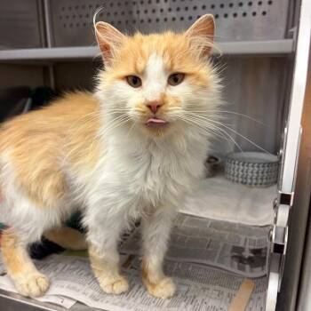 Domestic Medium Hair Cats Available for Adoption in Pittsburgh, Pennsylvania - Soybean | PetCurious