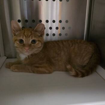 Rescue Domestic Short Hair Cats for Adoption in Spokane, Washington - Sriracha | PetCurious