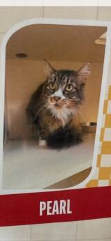 Rescue Tabby Cats for Adoption in Triana, Alabama - Pearl | PetCurious