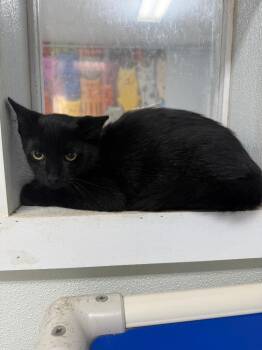 Timothy -  Domestic Short Hair Cat for Adoption in Albion, New York - Timothy | PetCurious