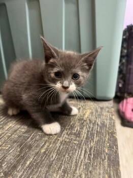 Cosmic Brownie -  Domestic Short Hair Cat for Adoption in Marion, Ohio - Cosmic Brownie | PetCurious