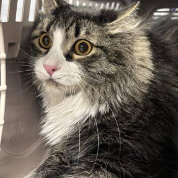 Domestic Long Hair Cats Available for Adoption in Spokane, Washington - Sylvester | PetCurious