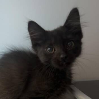 Wormwood -  Domestic Short Hair Cat for Adoption in Golden, Colorado - Wormwood | PetCurious