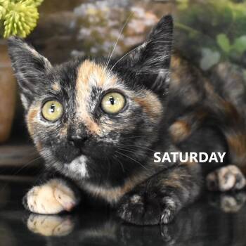 Saturday -  Domestic Short Hair Cat for Adoption in Yuma, Arizona - Saturday | PetCurious