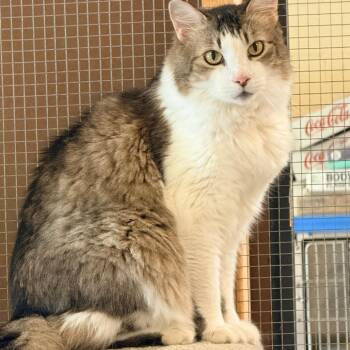 Trigger -  Domestic Medium Hair Cat for Adoption in Corinth, Mississippi - Trigger | PetCurious