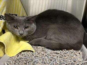 QUARTZ -  Domestic Short Hair Cat for Adoption in Derwood, Maryland - QUARTZ | PetCurious