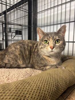 Powder -  Domestic Short Hair Cat Available for Adoption in Algona, Iowa - Powder | PetCurious