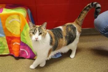 Piper -  Domestic Short Hair Cat for Adoption in Kansas City, Missouri - Piper | PetCurious